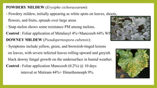 POWDERY MILDEW (Erysiphe cichoracearum):
• Powdery mildew, initially appearing as white spots on leaves, shoots,
flowers, and fruits, spreads over large areas
• Snap melon shows some resistance PM among melons.
Control : Foliar application of Metalaxyl 4%+Mancozeb 64% WP
DOWNEY MILDEW (Pseudopernospora cubensis):
• Symptoms include yellow, green, and brownish-tinged lesions
on leaves, with severe infected leaves rolling upward and greyish
black downy fungal growth on the undersurface in humid weather.
Control : Foliar application Mancozeb (0.2%) @ 10 days
interval or Metiram 44%+ Dimethomorph 9%.
 
