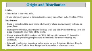 Origin:
• Snap melon is native to India.
• It was intensively grown in the nineteenth century in northern India (Duthie, 1905).
Distribution:
• India is considered the main centre of diversity, where much diversity is found in
germplasm.
• During domestication, snap melon received wide use and it was distributed from the
place of origin to other parts of the world.
• Under National Field Repository of CIAH, Bikaner (Rajasthan), 65 Accession
number of snap melon germplasm are maintained after massive survey and
collection.
• It is widely cultivated in various Indian states such as Rajasthan, Gujarat, Punjab,
Haryana, Uttar Pradesh, West Bengal and some other northeastern states.
 