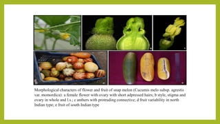 Morphological characters of flower and fruit of snap melon (Cucumis melo subsp. agrestis
var. momordica): a female flower with ovary with short adpressed hairs; b style, stigma and
ovary in whole and l.s.; c anthers with protruding connective; d fruit variability in north
Indian type; e fruit of south Indian type
 