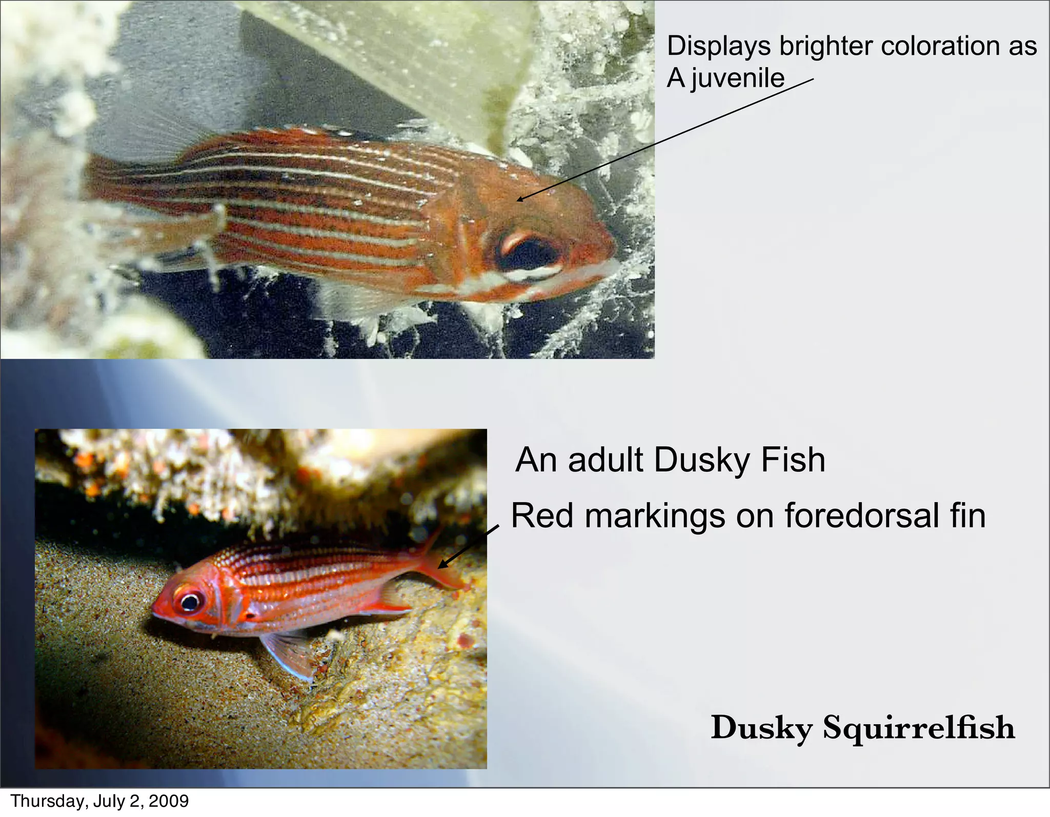 Displays brighter coloration as
                                  A juvenile




                         An adult Dusky Fish
                         Red markings on foredorsal fin




                                     Dusky Squirrelﬁsh
Thursday, July 2, 2009
 