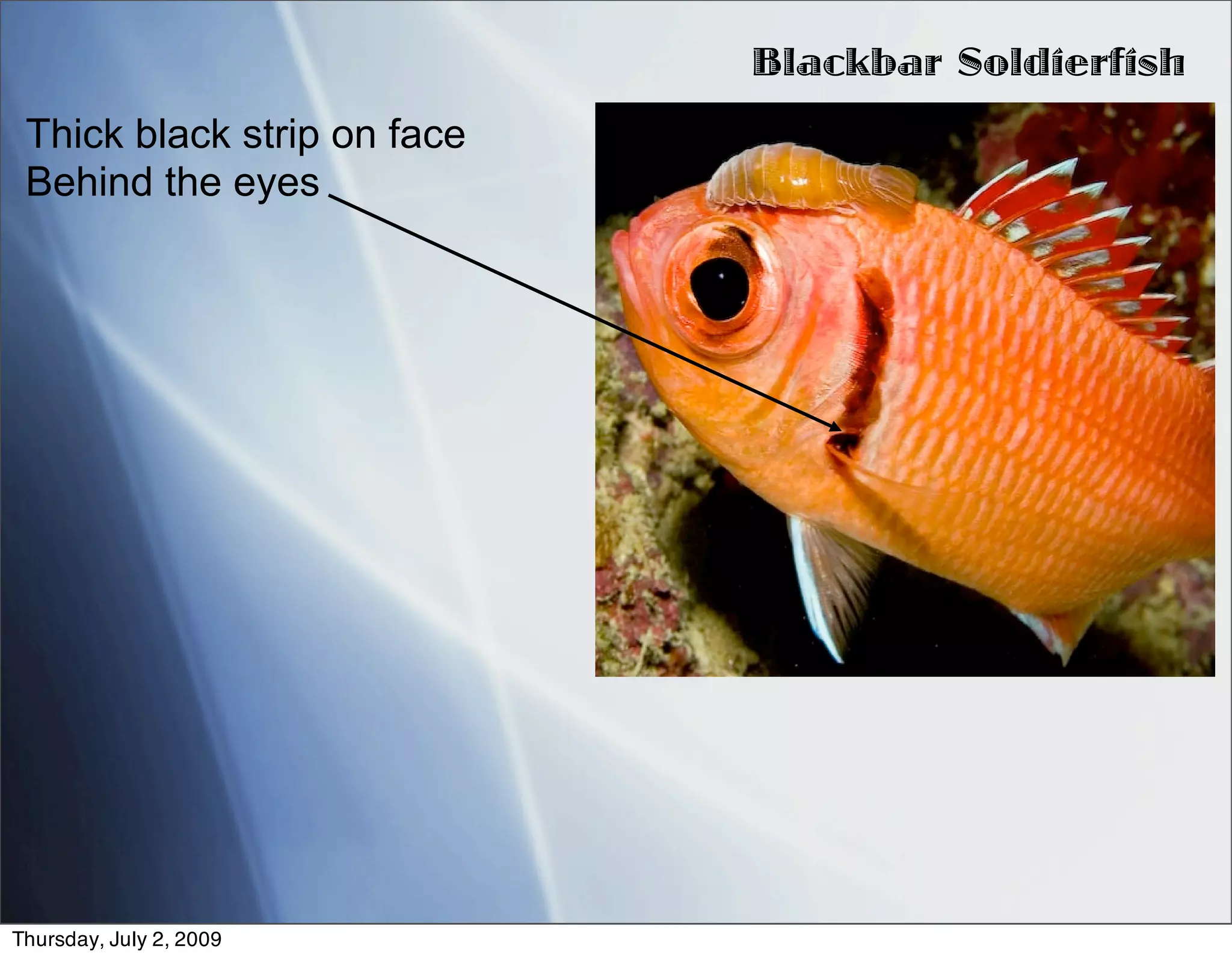 Blackbar Soldierfish
 Thick black strip on face
 Behind the eyes




Thursday, July 2, 2009
 