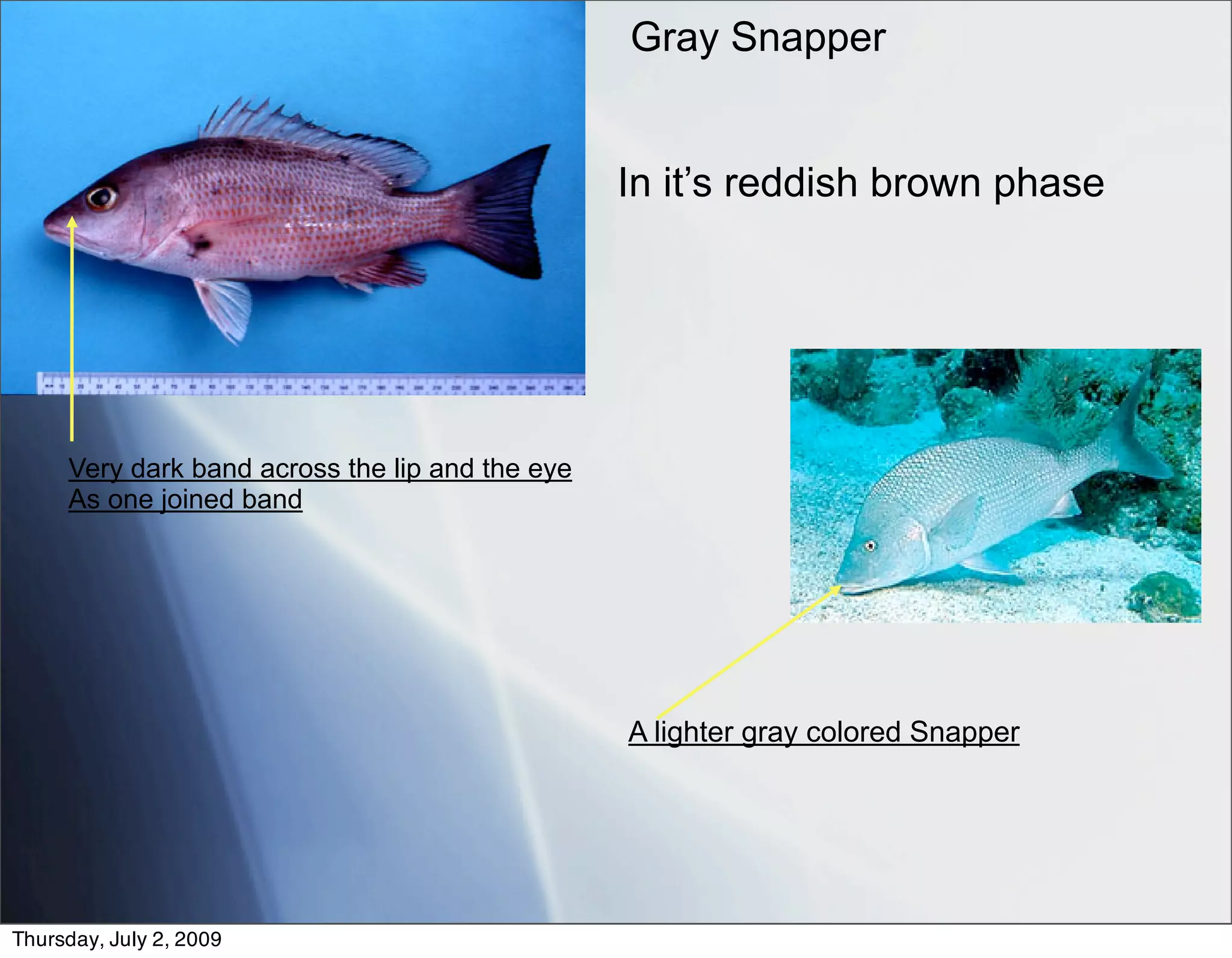 Gray Snapper


                                                 In it’s reddish brown phase




     Very dark band across the lip and the eye
     As one joined band




                                                 A lighter gray colored Snapper




Thursday, July 2, 2009
 