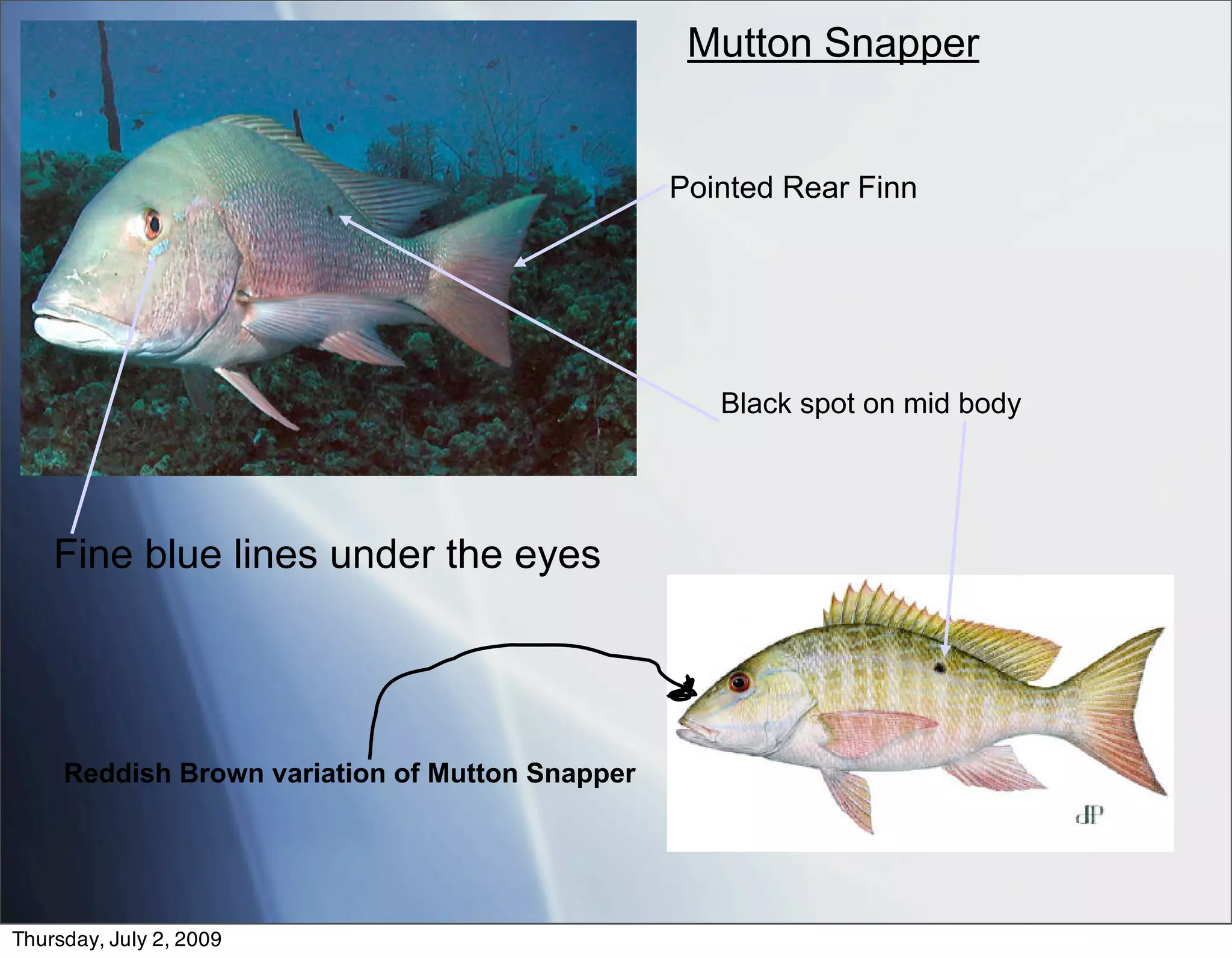 Mutton Snapper


                                                 Pointed Rear Finn




                                                    Black spot on mid body




    Fine blue lines under the eyes




     Reddish Brown variation of Mutton Snapper




Thursday, July 2, 2009
 