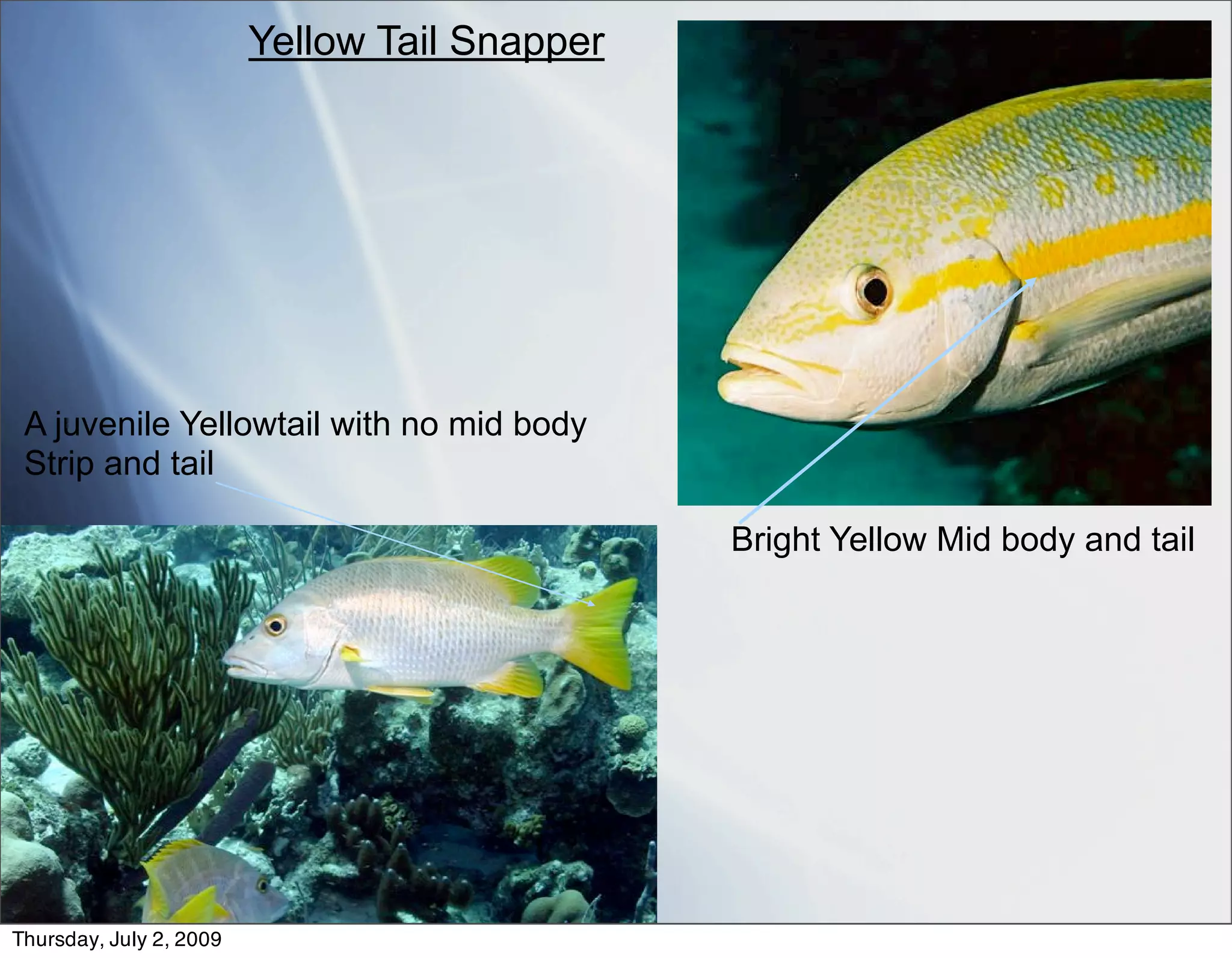 Yellow Tail Snapper




 A juvenile Yellowtail with no mid body
 Strip and tail

                                               Bright Yellow Mid body and tail




Thursday, July 2, 2009
 