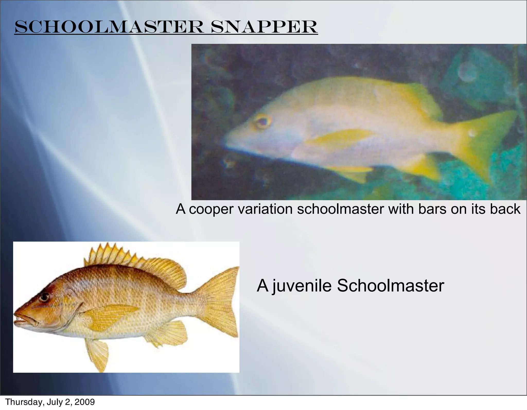 Schoolmaster Snapper




                         A cooper variation schoolmaster with bars on its back




                                     A juvenile Schoolmaster




Thursday, July 2, 2009
 