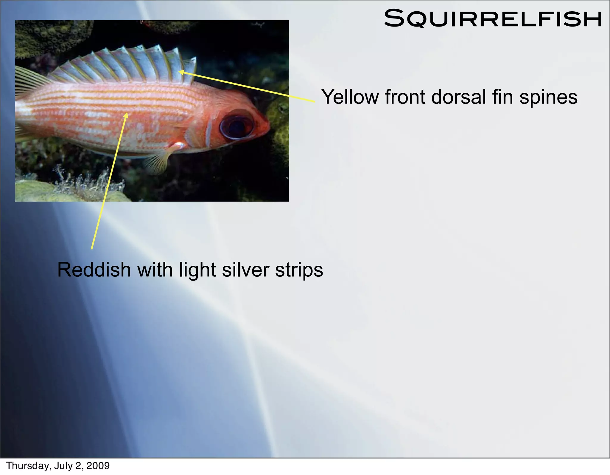 Squirrelfish


                                         Yellow front dorsal fin spines




          Reddish with light silver strips




Thursday, July 2, 2009
 