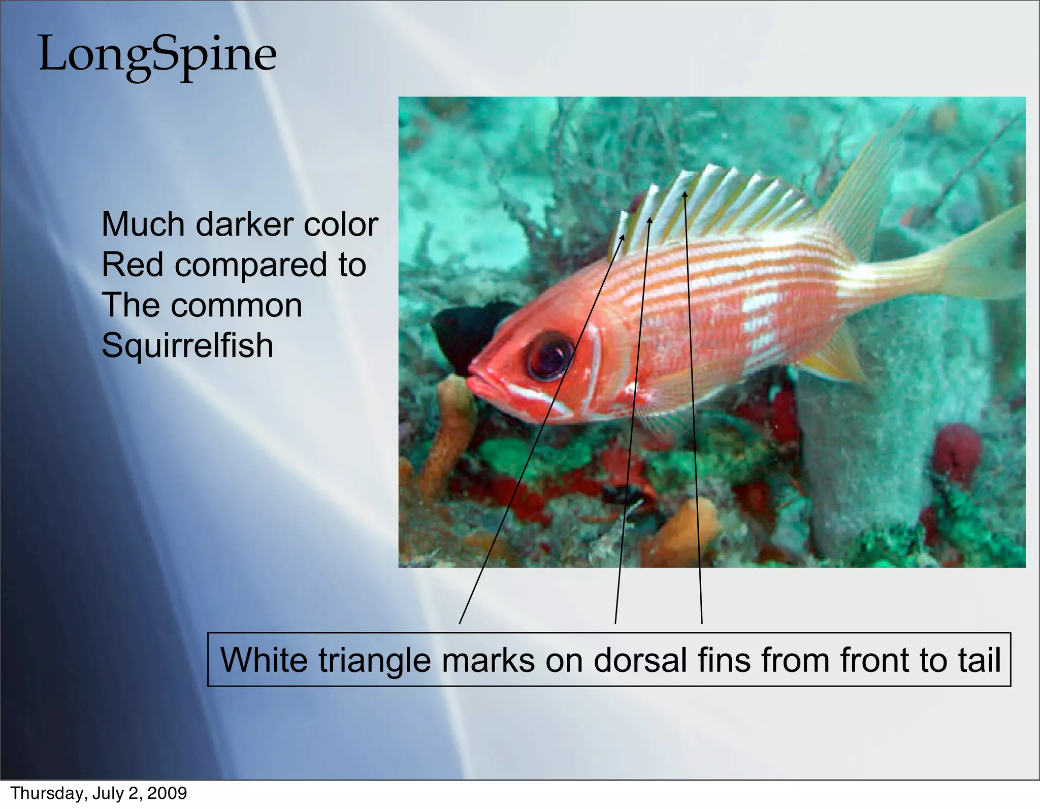 LongSpine


           Much darker color
           Red compared to
           The common
           Squirrelfish




                         White triangle marks on dorsal fins from front to tail


Thursday, July 2, 2009
 