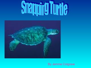 By Jemma Cotgrave Snapping Turtle 