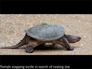 Female snapping turtle in search of nesting site