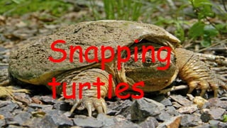 Snapping
turtles
 