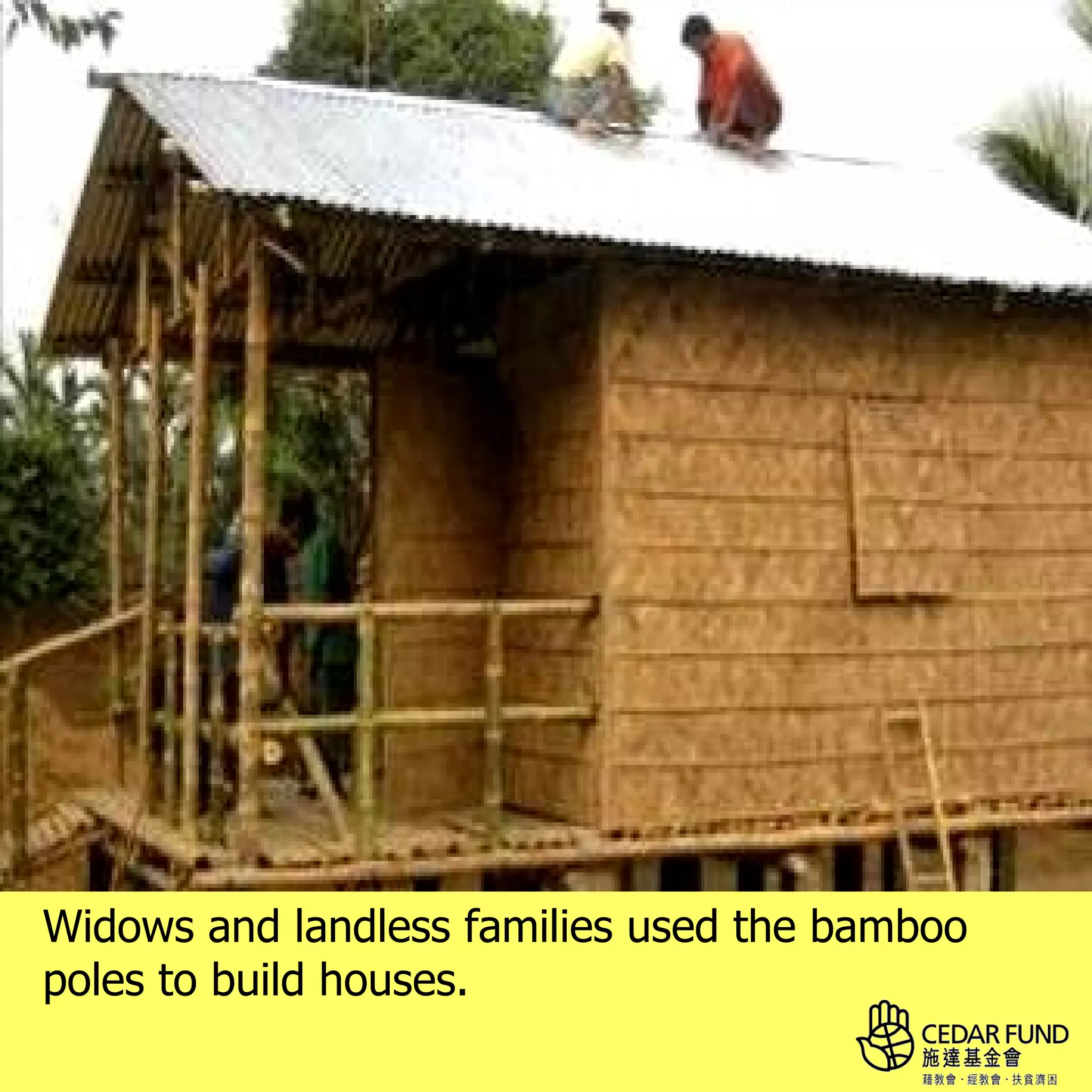 Widows and landless families used the bamboo
poles to build houses.
 