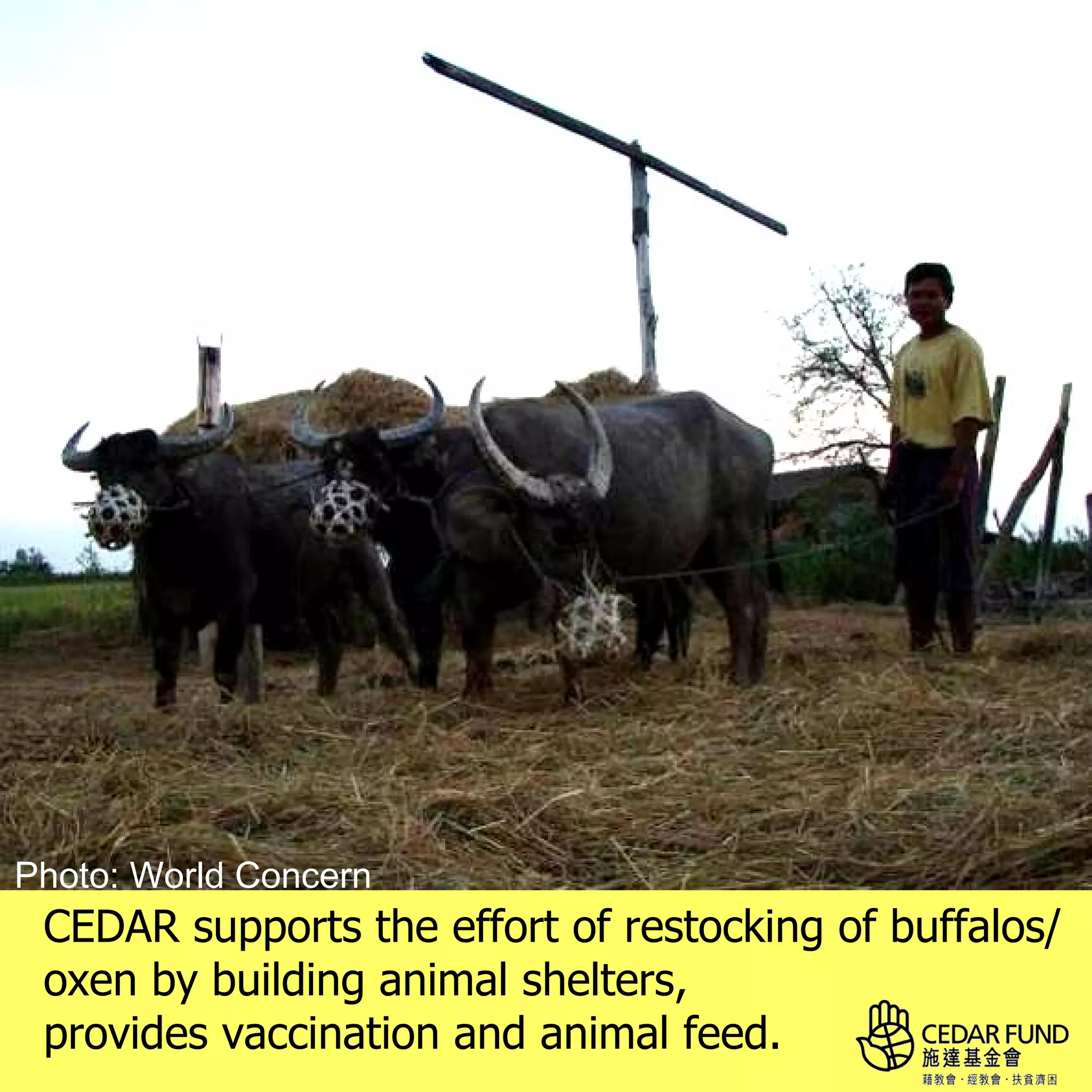 Photo: World Concern
 CEDAR supports the effort of restocking of buffalos/
 oxen by building animal shelters,
 provides vaccination and animal feed.
 