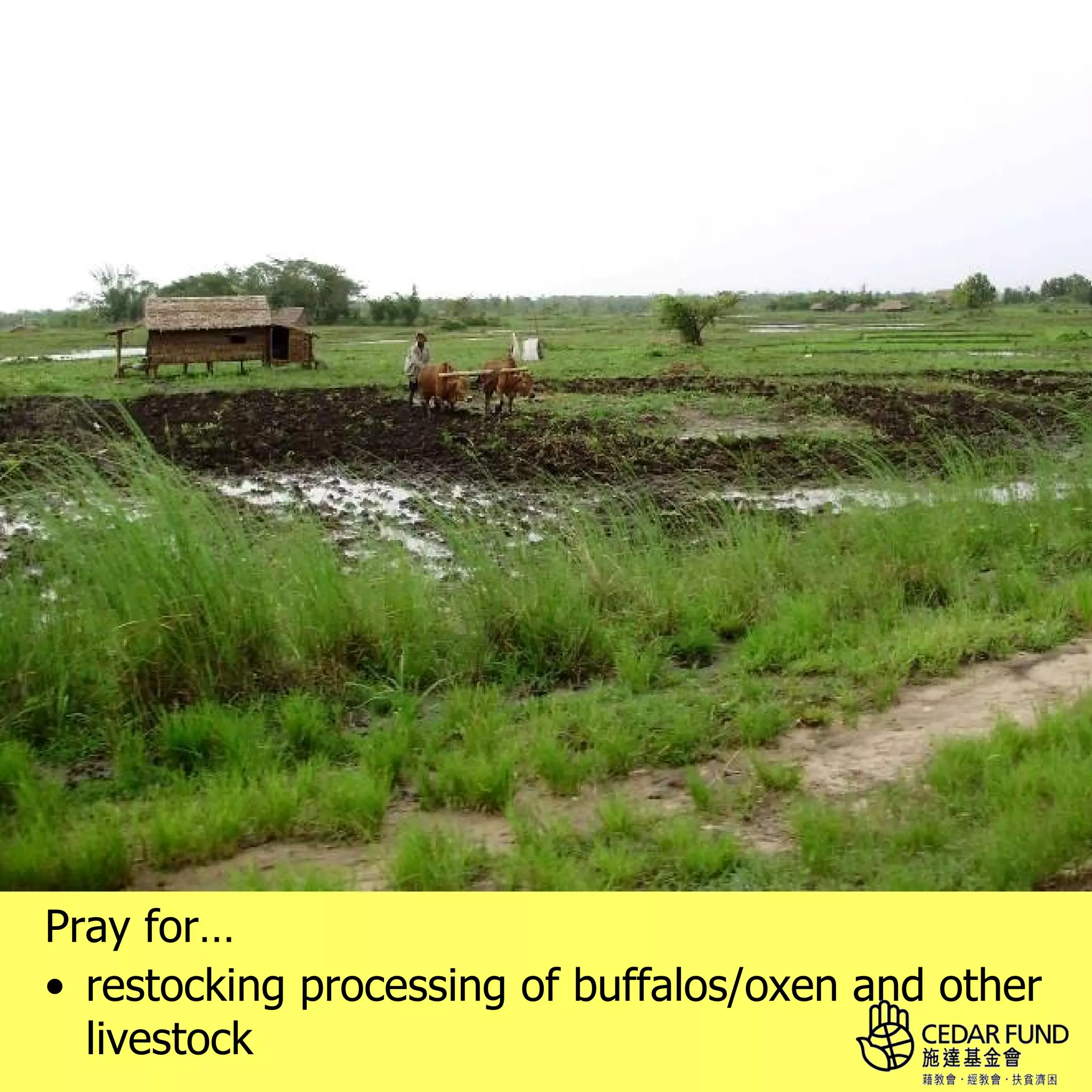 Pray for…
• restocking processing of buffalos/oxen and other
  livestock
 