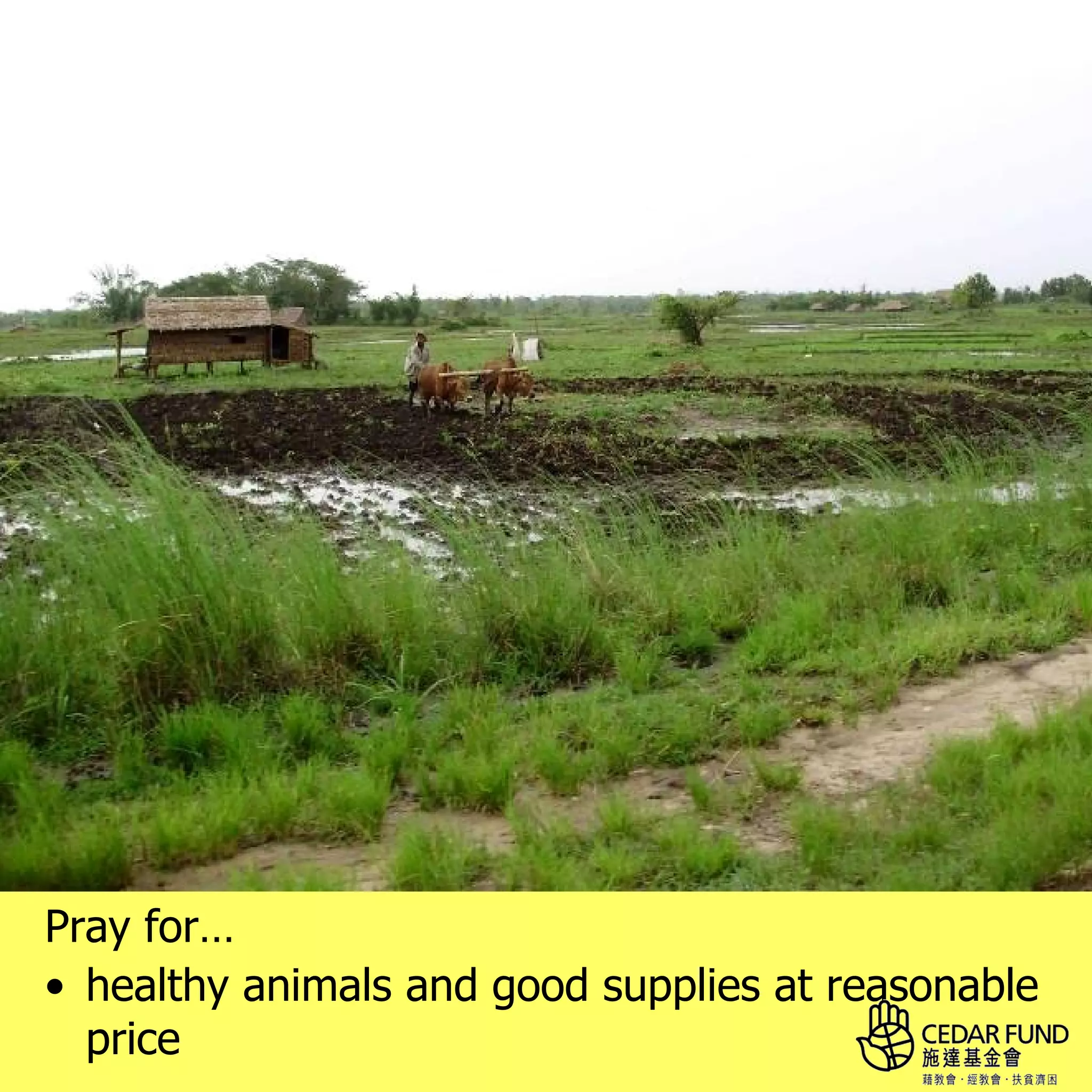 Pray for…
• healthy animals and good supplies at reasonable
  price
 