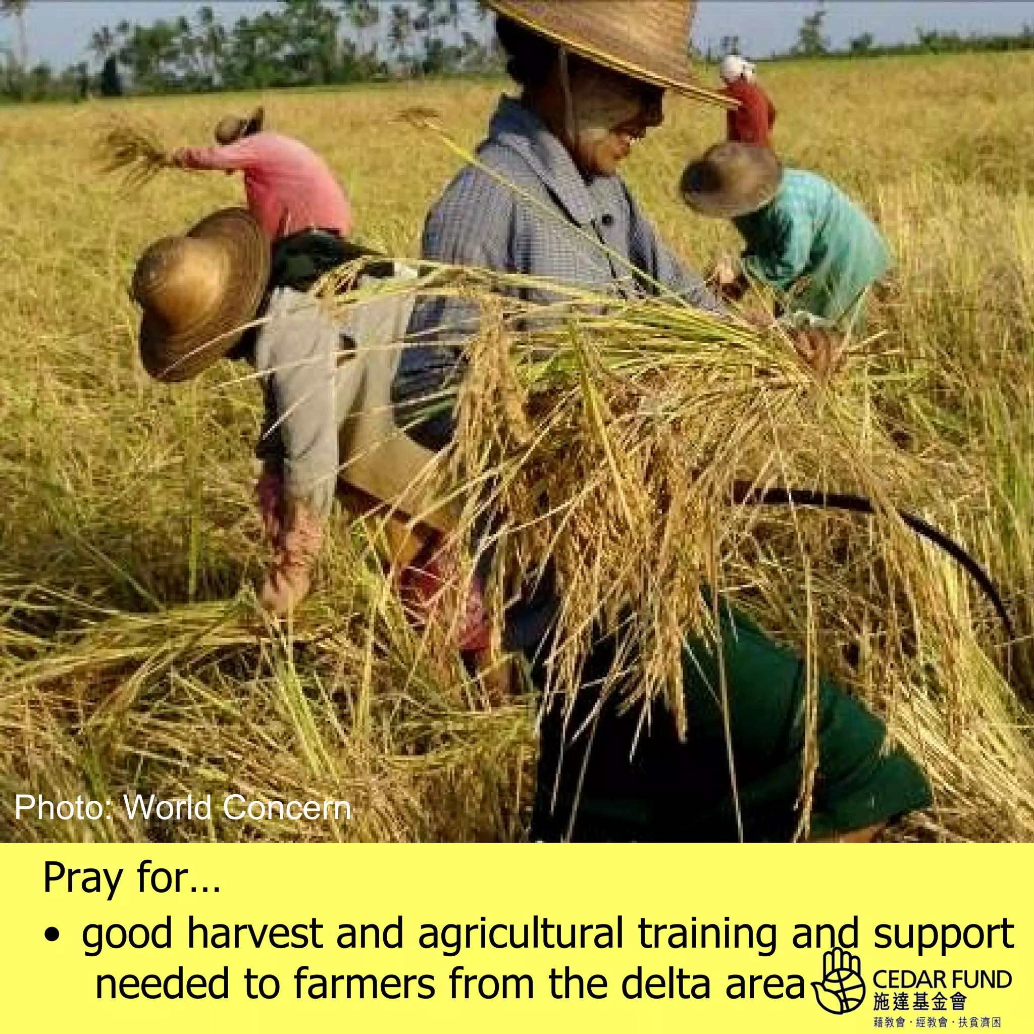 Photo: World Concern

 Pray for…
 • good harvest and agricultural training and support
    needed to farmers from the delta area
 