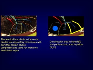 The terminal bronchiole in the center
divides into respiratory bronchioles with
acini that contain alveoli.
Lymphatics and veins run within the
interlobular septa
Centrilobular area in blue (left)
and perilymphatic area in yellow
(right)
 