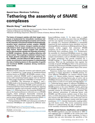 Special Issue: Membrane Trafﬁcking
Tethering the assembly of SNARE
complexes
WanJin Hong1,2
and Sima Lev3
1
School of Pharmaceutical Sciences, Xiamen University, Xiamen, People’s Republic of China
2
Institute of Molecular and Cell Biology, Singapore
3
Molecular Cell Biology Department, Weizmann Institute of Science, Rehovot 76100, Israel
The fusion of transport vesicles with their target mem-
branes is fundamental for intracellular membrane traf-
ﬁcking and diverse physiological processes and is driven
by the assembly of functional soluble N-ethylmaleimide-
sensitive factor attachment protein receptor (SNARE)
complexes. Prior to fusion, transport vesicles are physi-
cally linked to their target membranes by various teth-
ering factors. Recent studies suggest that tethering
factors also positively regulate the assembly of function-
al SNARE complexes, thereby coupling tethering with
fusion events. This coupling is mediated, at least in part,
by direct physical interactions between tethering fac-
tors, SNAREs, and Sec1/Munc18 (SM) proteins. In this
review we summarize recent progress in understanding
the roles of tethering factors in the assembly of speciﬁc
and functional SNARE complexes driving membrane-
fusion events.
Membrane fusion
Membrane fusion along the secretory and endocytic path-
ways is mediated by a large group of membrane-bound
proteins known as SNAREs. All SNAREs contain a char-
acteristic coiled-coil SNARE motif of approximately 70
amino acids comprising heptad repeats and can function
on either target membranes (t-SNAREs) or transport vesi-
cles (v-SNAREs). The interaction of cognate v- and t-
SNAREs leads to the formation of a trans-SNARE complex
or SNAREpin, in which four SNARE motifs assemble as a
twisted parallel four-helix bundle that brings the opposing
membranes together and eventually catalyzes membrane
fusion [1,2]. Following fusion, the remaining SNARE com-
plex on the fused membranes is referred to as a cis-SNARE
complex, which undergoes disassembly catalyzed by
ATPase N-ethylmaleimide-sensitive fusion protein (NSF)
and its cofactor soluble NSF attachment protein (SNAP) [3]
to recycle the SNAREs for a new fusion event [4].
Pairing of distinct SNAREs and subsequent assembly of
functional SNAREpins are employed by different mem-
brane-trafﬁcking events [5]. In many cases, a single
SNARE can be assembled into more than one SNAREpin
and thus can regulate several fusion events [6,7]. Hence,
the assembly of a functional SNAREpin is remarkably
important for both membrane fusion speciﬁcity and coor-
dinating different membrane-trafﬁcking pathways. Recon-
stitution studies suggest that numerous SNARE
complexes can be formed in vitro, but only a few can
functionally drive membrane fusion [8,9]. Furthermore,
the assembly of a functional SNAREpin occurs in a step-
wise manner and is attributed to the formation of SNARE
complex intermediates, such as t-SNARE subcomplexes on
the target membranes that provide templates for v-
SNARE binding [7]. These ﬁndings raise several critical
questions. What are the mechanisms that regulate the
assembly of speciﬁc SNAREpins? How is the promiscuous
assembly of nonfunctional SNARE complexes prevented in
intact cells? How are the intermediate steps of the assem-
bly process regulated?
Numerous studies have shown that membrane-fusion
speciﬁcity is largely dependent on SNARE proteins, be-
cause different SNAREpins can catalyze distinct fusion
events [1,6]. Recent studies, however, suggest that both
SM proteins and tethering factors play an active role in
SNAREpin formation and thus contribute to the speciﬁcity
of the fusion as well as to its speed and high ﬁdelity [10–
15]. Tethering factors appear to inﬂuence SNAREpin as-
sembly in several different ways including stabilization of
SNARE proteins or the entire SNARE complex, gathering
of t-SNAREs on the target membranes, or activating the
assembly process by interacting with SM proteins. The
direct physical interactions of tethering factors with
SNAREs and SM proteins mediate many of these func-
tions, as will be discussed in this review. Tethering factors
also interact with Rab GTPases and vesicle coats and are
believed to bridge the transport vesicles with their target
membranes [16,17], thereby functionally coupling tether-
ing with fusion events. This review summarizes recent
advances in understanding the role of tethering factors
in the assembly of functional SNARE complexes.
SNARE: general features, classiﬁcation, and complexes
The SNARE hypothesis was ﬁrst introduced in 1993 [3]
and suggested that a v-SNARE on the vesicle pairs with
cognate t-SNAREs on the target membrane to form a
complex that not only determines the speciﬁcity of the
Review
0962-8924/$ – see front matter
ß 2013 Elsevier Ltd. All rights reserved. http://dx.doi.org/10.1016/j.tcb.2013.09.006
Corresponding author: Lev, S. (Sima.Lev@weizmann.ac.il).
Keywords: SNAREs; SM proteins; tethering factors; SNAREpin; membrane fusion.
Trends in Cell Biology, January 2014, Vol. 24, No. 1 35
 
