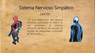 Sistema Nervioso Simpático
¿QUE ES?
Es una subdivisión del sistema
nervioso autónomo el cual a su
vez pertenece al sistema
nervioso periférico encargada de
regular las respuestas corporales
de activación.
 