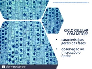 CICLO CELULAR
COM MITOSE
• características
gerais das fases
• observação ao
microscópio
óptico
https://c8.alamy.com/comp/ACYTGC/mitosis-cell-division-in-onion-root-tip-stained-microslide-section-ACYTGC.jpg
 