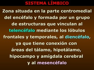 SISTEMA LÍMBICO Zona situada en la parte centromedial del encéfalo y formada por un grupo de estructuras que vinculan al  ...