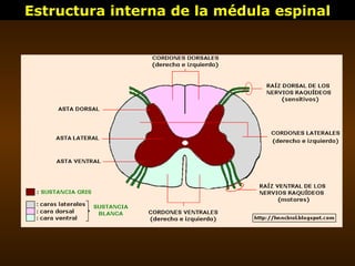 Estructura interna de la médula espinal 