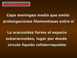 ARACNOIDES Capa meníngea media que emite  prolongaciones filamentosas entre sí La aracnoides forma el espacio subaracnoide...