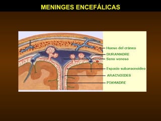 MENINGES ENCEFÁLICAS 