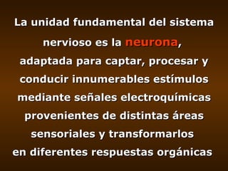 La unidad fundamental del sistema nervioso es la  neurona ,  adaptada para captar, procesar y conducir innumerables estímu...