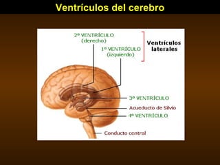 Ventrículos del cerebro 