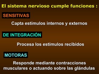 El sistema nervioso cumple funciones : SENSITIVAS DE INTEGRACIÓN MOTORAS Capta estímulos internos y externos Procesa los e...
