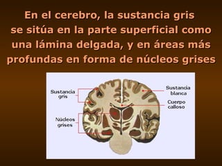 En el cerebro, la sustancia gris  se sitúa en la parte superficial como una lámina delgada, y en áreas más profundas en fo...