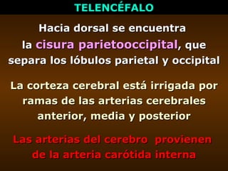 TELENCÉFALO Hacia dorsal se encuentra  la  cisura parietooccipital , que separa los lóbulos parietal y occipital La cortez...