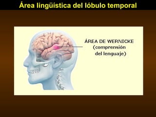 Área lingüística del lóbulo temporal 