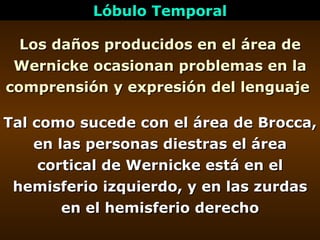 Los daños producidos en el área de Wernicke ocasionan problemas en la comprensión y expresión del lenguaje   Lóbulo Tempor...
