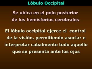 Se ubica en el polo posterior  de los hemisferios cerebrales  Lóbulo Occipital El lóbulo occipital ejerce el  control  de ...