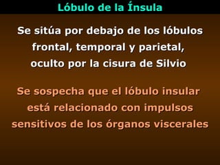 Se sitúa por debajo de los lóbulos frontal, temporal y parietal,  oculto por la cisura de Silvio  Lóbulo de la Ínsula Se s...