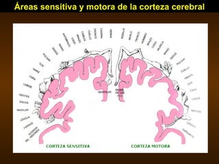 Áreas sensitiva y motora de la corteza cerebral 