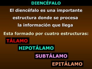 DIENCÉFALO El diencéfalo es una importante estructura donde se procesa  la información que llega  Esta formado por cuatro ...
