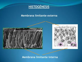 HISTOGÉNESIS Membrana limitante externa Membrana limitante interna 