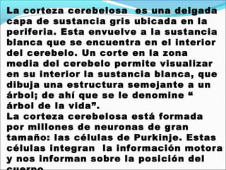 La corteza cerebelosa  es una delgada
capa de sustancia gris ubicada en la
periferia. Esta envuelve a la sustancia
blanca que se encuentra en el interior
del cerebelo. Un corte en la zona
media del cerebelo permite visualizar
en su interior la sustancia blanca, que
dibuja una estructura semejante a un
árbol; de ahí que se le denomine “
árbol de la vida”.
La corteza cerebelosa está formada
por millones de neuronas de gran
tamaño: las células de Purkinje. Estas
células integran  la información motora
y nos informan sobre la posición del
 