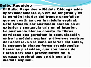 Bulbo Raquídeo
 El Bulbo Raquídeo o Médula Oblonga mide
 aproximadamente 2,5 cm de longitud y es
 la porción inferior del tronco encefálico
 que se continúa con la médula espinal.
 Está formado por sustancia blanca en el
 exterior y sustancia gris en el interior.
 La sustancia blanca consta de fibras
 nerviosas que permiten la comunicación
 entre la médula espinal y diversos centros
 del cerebro. En la zona anterior del bulbo,
 la sustancia blanca forma prominencias
 llamadas pirámides, que son haces de
 fibras nerviosas provenientes de la
 corteza cerebral que se dirigen a la
 médula espinal.
 