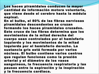 Los haces piramidales conducen la mayor
cantidad de información motora voluntaria,
que viene desde el cerebro hasta la médula
espinal.
En el bulbo, el 80% de las fibras nerviosas
piramidales descendentes se cruzan
formando los haces piramidales cruzados.
Este cruce de las fibras determina que los
movimientos de la mitad derecha del
cuerpo sean controlados por el hemisferio
izquierdo y los movimientos de la mitad
izquierda por el hemisferio derecho. La
sustancia gris está formada por varios
núcleos. El bulbo contiene varios centros
que regulan funciones como la presión
arterial y el diámetro de los vasos
sanguíneos, la frecuencia respiratoria y las
pausas entre la espiración y la inspiración
y la frecuencia cardiaca.
 