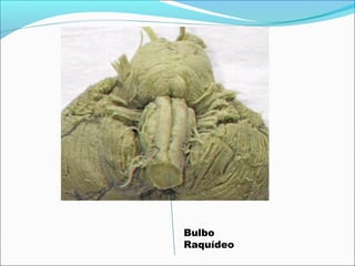 Bulbo
Raquídeo
 