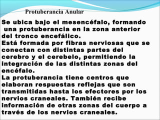 Protuberancia Anular
Se ubica bajo el mesencéfalo, formando
 una protuberancia en la zona anterior
del tronco encefálico.
Está formada por fibras nerviosas que se
conectan con distintas partes del
cerebro y el cerebelo, permitiendo la
integración de las distintas zonas del
encéfalo.
La protuberancia tiene centros que
elaboran respuestas reflejas que son
transmitidas hasta los efectores por los
nervios craneales. También recibe
información de otras zonas del cuerpo a
través de los nervios craneales.
 