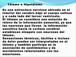 Tálamo e Hipotálamo

Es una estructura nerviosa ubicada en el
interior del cerebro bajo el cuerpo calloso
y a cada lado del tercer ventrículo.
El tálamo se considera una estación de
relevo de la información sensorial, ya que
las neuronas que llevan  la información
sensitiva hacia la corteza cerebral
establecen sinapsis con neuronas del
tálamo.
Sensaciones térmicas, táctiles e incluso
de dolor pueden ser interpretadas en el
tálamo y también participa en la
asociación de sentimientos y de
movimientos relacionados con las
emociones.
 