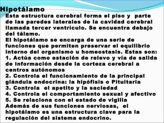 Hipotálamo
 Esta estructura cerebral forma el piso y  parte
 de las paredes laterales de la cavidad cerebral
 llamada tercer ventrículo. Se encuentra debajo
 del tálamo.
 El hipotálamo se encarga de una serie de
 funciones que permiten preservar el equilibrio
 interno del organismo u homeostasis. Estas son:
 1. Actúa como estación de relevo y vía de salida
 de información desde la corteza cerebral a
 centros autónomos
 2. Controla el funcionamiento de la principal
 glándula endocrina: la hipófisis o Pituitaria
 3. Controla  el apetito y la saciedad
 4. Controla el comportamiento sexual y afectivo
 5. Se relaciona con el estado de vigilia
 Además de sus funciones nerviosas,  el
 hipotálamo es una estructura clave para la
 regulación del sistema endocrino.
 
