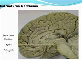Estructuras Nerviosas




 Cuerpo Calloso

  Hipotálamo


    Hipófisis


  Protuberancia
     Anular
 