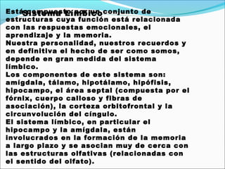 EstáSistema Límbico conjunto de
      compuesto por un
estructuras cuya función está relacionada
con las respuestas emocionales, el
aprendizaje y la memoria.
Nuestra personalidad, nuestros recuerdos y
en definitiva el hecho de ser como somos,
depende en gran medida del sistema
límbico.
Los componentes de este sistema son:
amígdala, tálamo, hipotálamo, hipófisis,
hipocampo, el área septal (compuesta por el
fórnix, cuerpo calloso y fibras de
asociación), la corteza orbitofrontal y la
circunvolución del cíngulo.
El sistema límbico, en particular el
hipocampo y la amígdala, están
involucrados en la formación de la memoria
a largo plazo y se asocian muy de cerca con
las estructuras olfativas (relacionadas con
el sentido del olfato).
 