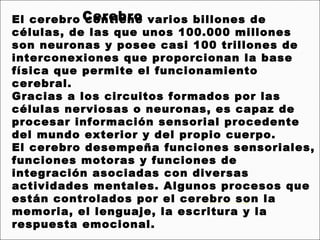 El cerebro Cerebro varios billones de
           contiene
células, de las que unos 100.000 millones
son neuronas y posee casi 100 trillones de
interconexiones que proporcionan la base
física que permite el funcionamiento
cerebral.
Gracias a los circuitos formados por las
células nerviosas o neuronas, es capaz de
procesar información sensorial procedente
del mundo exterior y del propio cuerpo.
El cerebro desempeña funciones sensoriales,
funciones motoras y funciones de
integración asociadas con diversas
actividades mentales. Algunos procesos que
están controlados por el cerebro son la
memoria, el lenguaje, la escritura y la
respuesta emocional.
 