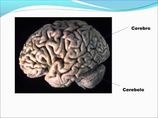 Cerebro




Cerebelo
 